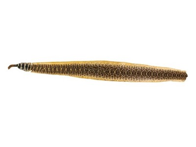 51'' Real Rattlesnake Skin With Rattle (598-SKT-G6966)