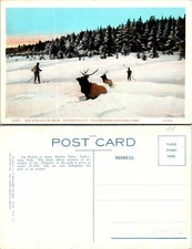 Elk Stalled in Snow Yellowtone Ntl Park Postcard Unused (43906)