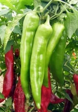 Pepper Seeds 100 Hot Big Jim CHILI PEPPER SEEDS