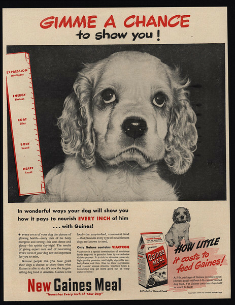- Cute Cocker Spaniel Dog - Puppy - Vintage Ad