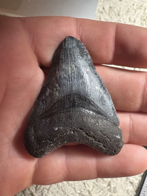 #ad 2 Inch Fossilized Megladon Shark Tooth $35.00