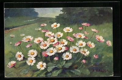 Artist postcard Anna Haller: beautiful daisies on a forest meadow 1927 