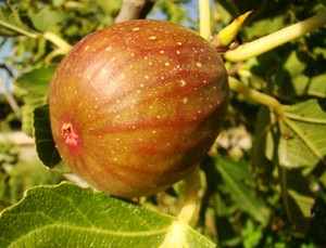 Fig-Plant-FICUS-CARICA-Signora-pink-violet-GROW-YOUR-OWN-FIG-10cm-9cm-pot