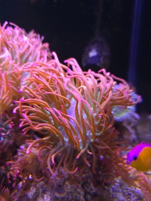 4) pack Rainbow Bubble Tip Anemone 2-5