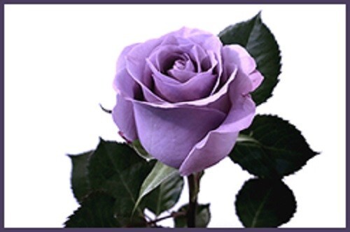 Blue Rose ‘Applause’ - 5 semi/green stem cuttings- rare and limited - Picture 3 of 3