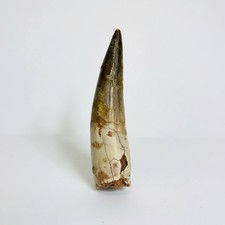 Massive Spinosaurus Tooth Fossil – Cretaceous Dinosaur Specimen