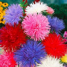 Needle Aster Seed Mix Multicolor 100 Seeds for Planting Non-GMO