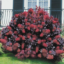 Purple Smoke Tree – Live Plant in Quart Pot (12–18"