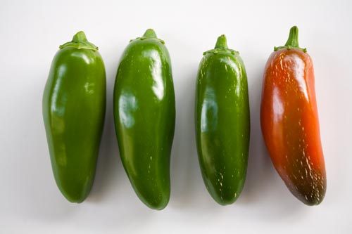 Jalapeno M Pepper Seeds, HOT PEPPER, NON-GMO, JALAPENO POPPERS, FREE SHIPPING