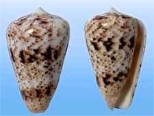 Conidae, Conus zeylanicus, Dar es Salaam, Tanzania, 43.4 mm, SELECTED