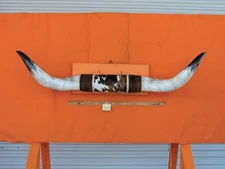 MOUNTED STEER BULL  HORNS 5' 6" tip to tip #300 COW BULL HORN LONGHORN 18" Base