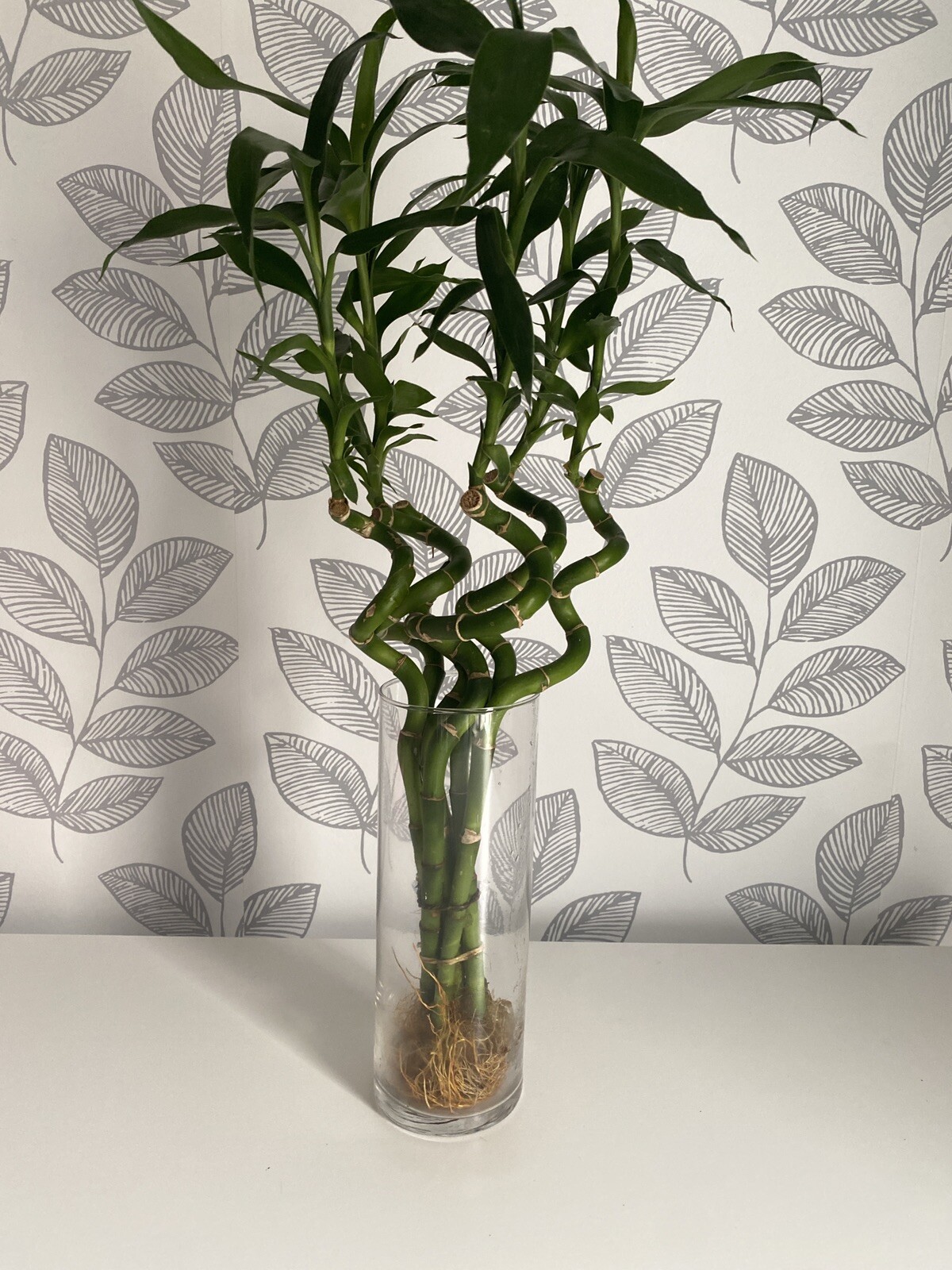 Unique Bamboo Spiral Stalk Live Plant For Terrariums, Vivariums, Home, & Garden!