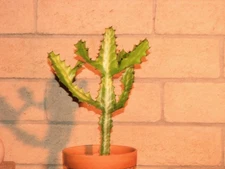 16 in. Euphorbia Grandicornis Striata?, Lactea?, succulent plant, variegated