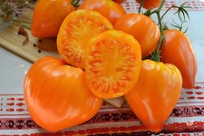 75 Heirloom Orange OxHeart Beefsteak Tomato Seeds Gigantic 2 Pound Indterminate