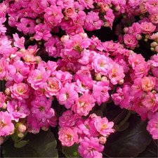 Kalanchoe ‘Flaming Katy’ – Pink –Flowering Houseplant – In Bud & Bloom – 9cm Pot