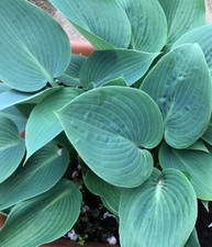 Hosta� 'Halcyon' - Super hardy "BLUE" hosta varity - A MUST FOR EVERY HOSTA FAN