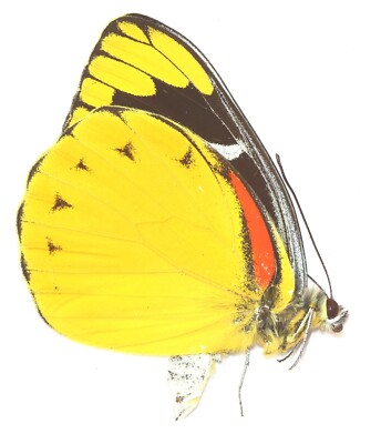 LEPIDOPTERA, PIERIDAE, DELIAS SPLENDIDA aus INDONESIEN
