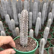 15CM Succulent Cactus Plant Euphorbia Abdelkuri Balfour Fil Grey Beautiful Plant