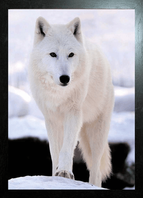 NEW BLACK FRAMED WOLF IN SNOW 3D MOVING PICTURE 465mm X 365mm