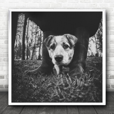 Black And White Life Hund starrt niedlicher quadratischer Wandkunstdruck