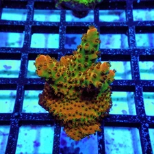 WYSIWYG - Acro Frag Aquaculture