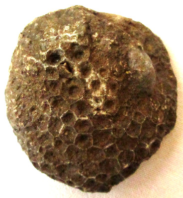 Unpolished Michigan Petoskey Stone - Devonian Coral Fossil - 13+ Oz - 374 gm