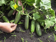 Cucumber seeds Kid F1,  0,3 g Cucumber, organic rare seeds-430