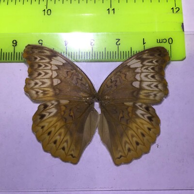 UAB 11 A+/ A  Cymothoe lurida azumai CLOSE OUT SALE