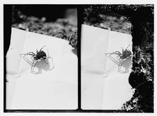 Photo:fauna flora Misc[ellaneous] &