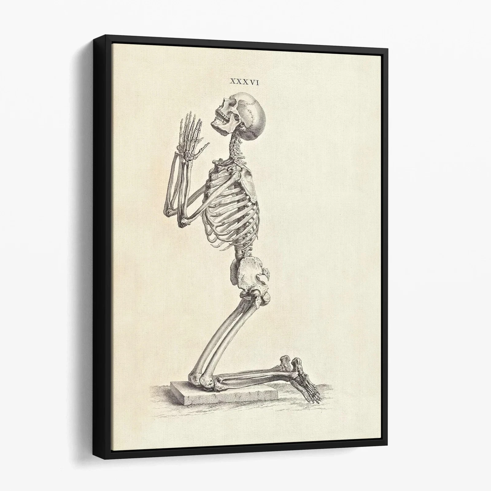 Praying Skeleton (Osteographia, 1733) Canvas Print Wall Art