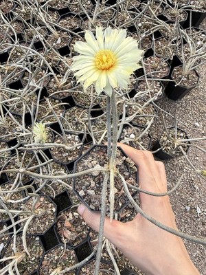 10pc 2-3cm Astrophytum caput-medusae seedgrown  Succulent Plant