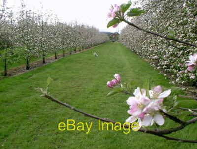 Foto 6x4 Apfelbäume in Blüte, Pomona Bauernhof weißer Stein Apfelwein Apfelbaum um 2005