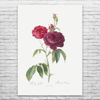 Purple French Rose Botanical Art Print Poster, Canvas or Framed Rose Art