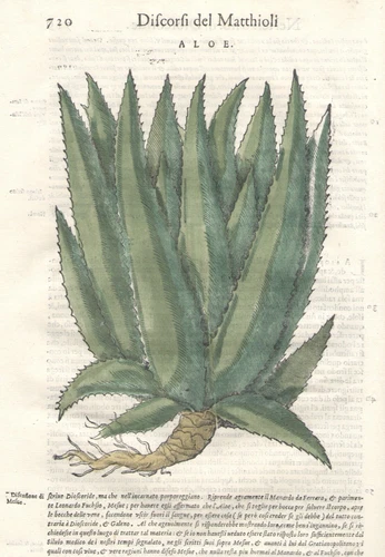 Aloe - Authentic Antique Print I Speeches di Matthioli