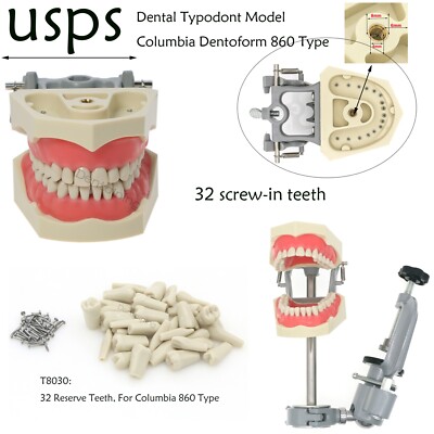 US Columbia Dentoform 860 Dental Study Model 32 Replace Teeth Mounting Pole