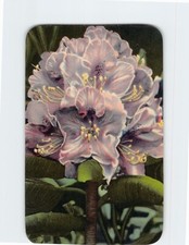 Postcard Purple Rhododendron in Bloom
