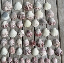 Lot of 55 Mixed Natural Scallop Shells Mixed Colors White Pink Purple