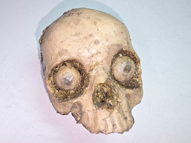 EXHUMED ROTTING PARTIAL CHILD SKULL  HORROR HALLOWEEN PROP