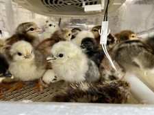 6 Fresh and Fertilized Barnyard Mix Free Range Chicken Hatching Eggs