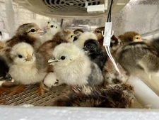 6 Fresh and Fertilized Barnyard Mix Free Range Chicken Hatching Eggs