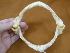 (SJ000-40) 6" Big Skate SHARK jaw teeth Beringraja binoculata DR. HUBBELL jaws
