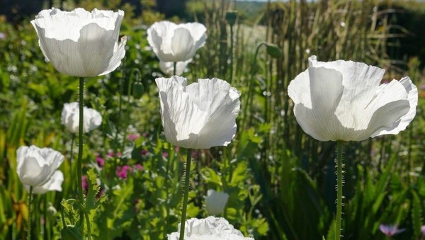 100.000 Semillas Amapola Blanca - White Poppy Seeds (+100 g)