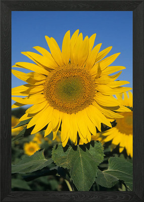 Lebendige Sonnenblume gegen ein klares B gerahmtes Wandbild Poster Leinwanddruck Bild