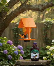 Bird Feeder Songbird Essentials Recycled Plastic Oriole Feeder and Jelly