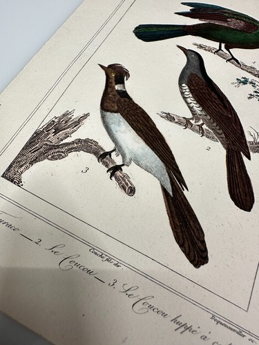 Buffon 1st Edition French Hand Colored Oiseaux Bird Engravings - Picture 4 of 6
