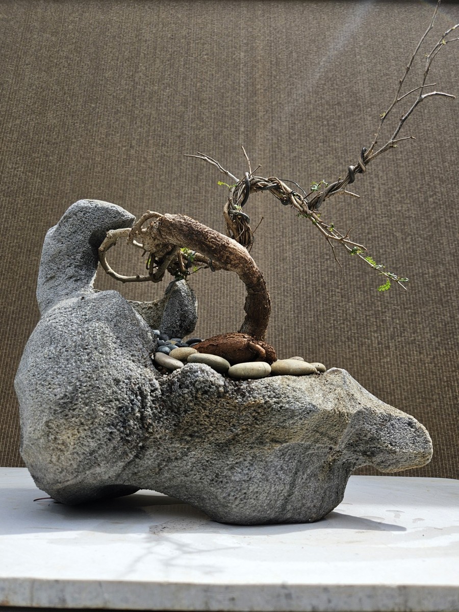 Old Operculicarya Decaryi Bonsai Tree,,, SALE | eBay