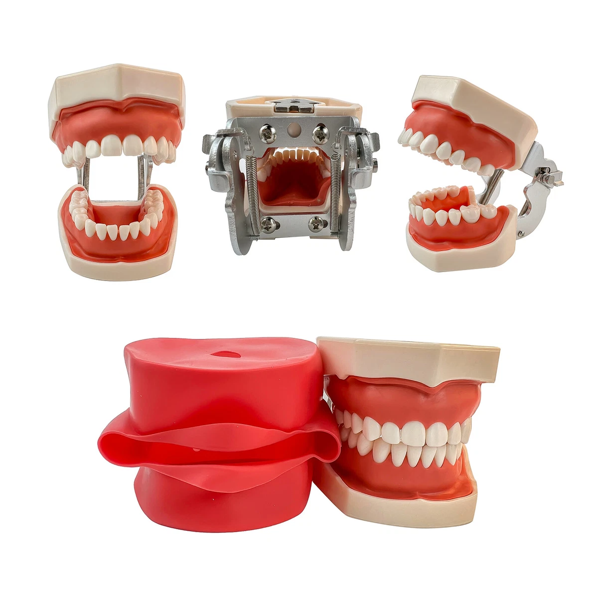 Asta Di Montaggio Per Typodont Dentoform – Compatibile Kilgore Nissin Columbia Frasaco – Uso Dentale