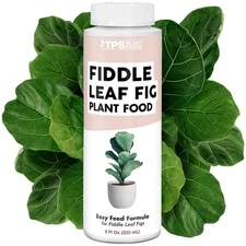 Fiddle Leaf Fig Plant Food for All Fig and Other Ficus Trees Liquid Houseplan...