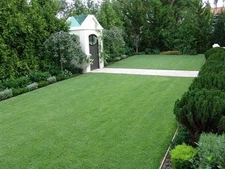 Zenith Zoysia Grass Seed – 5,000 Seeds  – Warm Season Lawn Turf