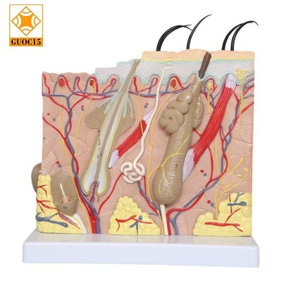 Human Skin Structure Model 35 Times Enlarged Plastic Hair Layer Structure Model